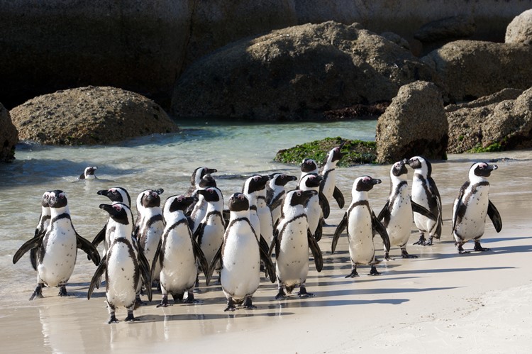 Pinguïns van Boulders Beach, Zuid-Afrika